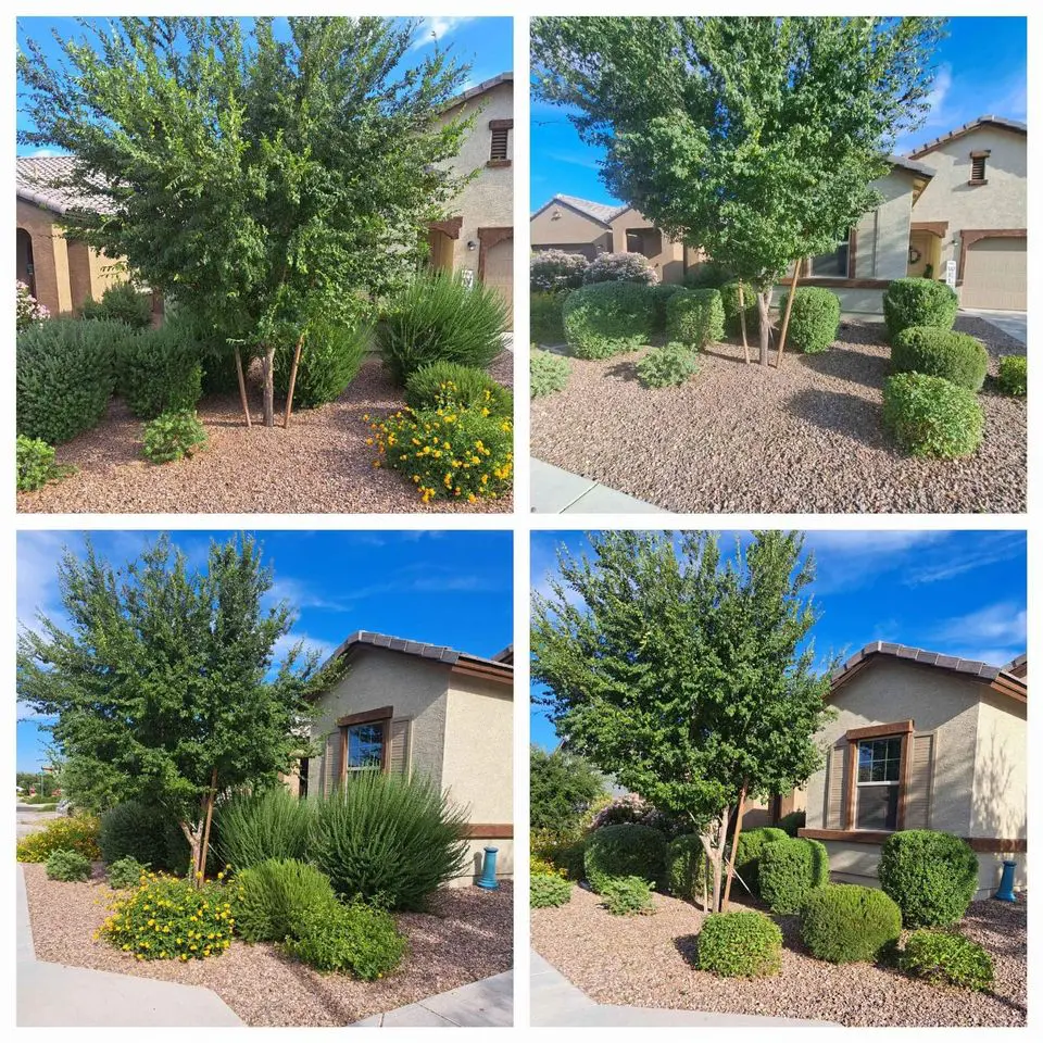 Four photos show a well-kept desert front yard in Tolleson AZ, with two leafy trees, neatly trimmed bushes, green shrubs, yellow flowers, gravel landscaping, artificial turf, and two beige houses under a bright blue sky.