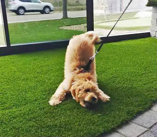 A fluffy, light brown dog on a leash playfully stretches with its front legs and head down on vibrant synthetic turf outdoors near a glass wall, showcasing top-notch artificial grass installations.
