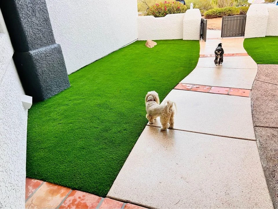 Two small dogs walk along a curved sidewalk bordered by lush artificial grass installed by expert artificial turf installers in a fenced-in yard with white walls. One dog is closer to the camera, while the other is near the gate at the far end.