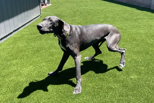 A large gray Great Dane with a collar walks on bright green artificial turf next to a building in Litchfield Park, casting a clear shadow in the sunlight.